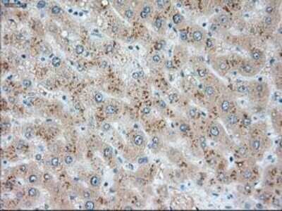 Immunohistochemistry: USP13 Antibody (OTI4G11) - Azide and BSA Free [NBP2-74802]