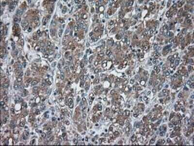 Immunohistochemistry: USP13 Antibody (OTI4G11) - Azide and BSA Free [NBP2-74802]