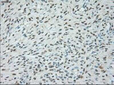 Immunohistochemistry: USP13 Antibody (OTI4G11) - Azide and BSA Free [NBP2-74802]