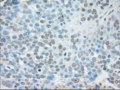 Immunohistochemistry: USP13 Antibody (OTI4G11) - Azide and BSA Free [NBP2-74802]