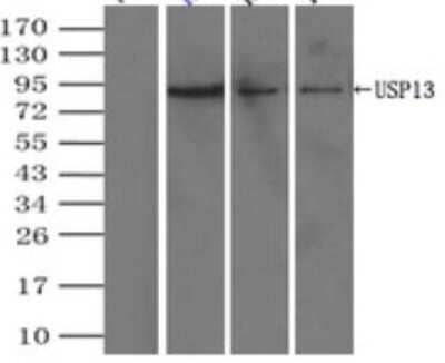 Immunoprecipitation: USP13 Antibody (OTI4G11) - Azide and BSA Free [NBP2-74802]