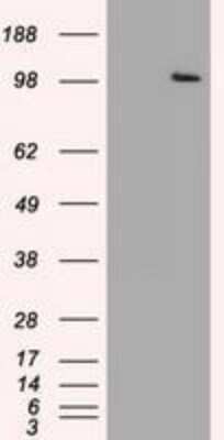 Western Blot: USP13 Antibody (OTI4G11)Azide and BSA Free [NBP2-74802]