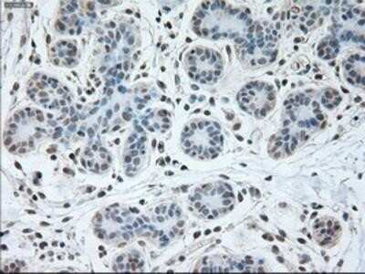 Immunohistochemistry-Paraffin: USP13 Antibody (OTI4G11) [NBP1-48047]
