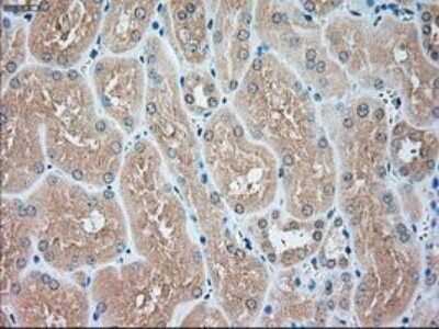 Immunohistochemistry-Paraffin: USP13 Antibody (OTI4G11) [NBP1-48047]