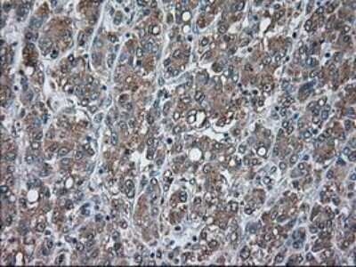 Immunohistochemistry-Paraffin: USP13 Antibody (OTI4G11) [NBP1-48047]