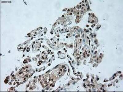 Immunohistochemistry-Paraffin: USP13 Antibody (OTI4G11) [NBP1-48047]