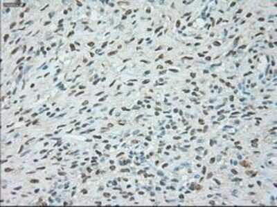 Immunohistochemistry-Paraffin: USP13 Antibody (OTI4G11) [NBP1-48047]