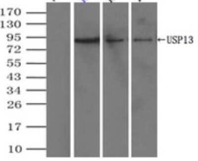 Immunoprecipitation: USP13 Antibody (OTI4G11) [NBP1-48047]