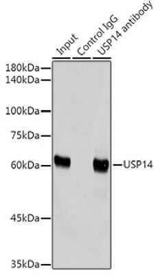 Immunoprecipitation: USP14 Antibody (3A3J1) [NBP3-15796]