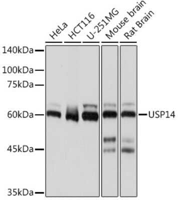 Western Blot: USP14 Antibody (3A3J1) [NBP3-15796]