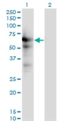 Western Blot: USP14 Antibody (6D6) [H00009097-M04]