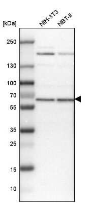 Western Blot: USP14 Antibody [NBP1-86946]