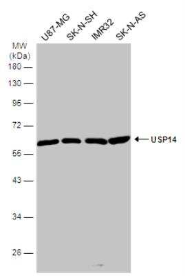 Western Blot: USP14 Antibody [NBP2-20825]