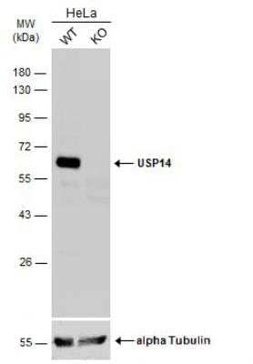 Western Blot: USP14 Antibody [NBP2-20825]