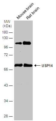 Western Blot: USP14 Antibody [NBP2-20826]