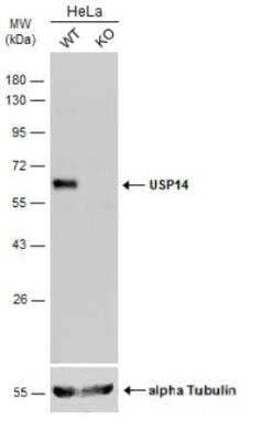 Western Blot: USP14 Antibody [NBP2-20826]