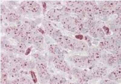 Immunohistochemistry-Paraffin: USP15 Antibody [NB100-1255]