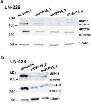 Knockdown Validated: USP15 Antibody [NB110-40690]