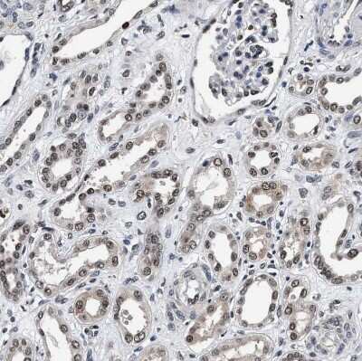 Immunohistochemistry-Paraffin: USP16 Antibody [NBP1-86881]