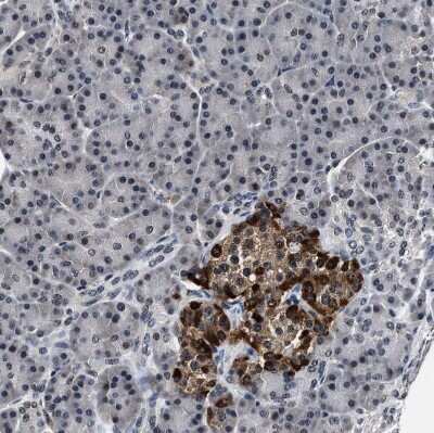 Immunohistochemistry-Paraffin: USP16 Antibody [NBP1-86881]