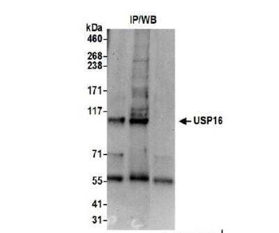 Immunoprecipitation: USP16 Antibody [NB100-81639]