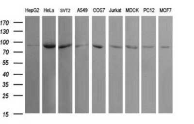 Western Blot: USP16 Antibody (OTI1B4)Azide and BSA Free [NBP2-74805]