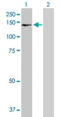 Western Blot: USP16 Antibody [H00010600-B01P]