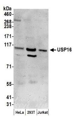 Western Blot: USP16 Antibody [NB100-81638]