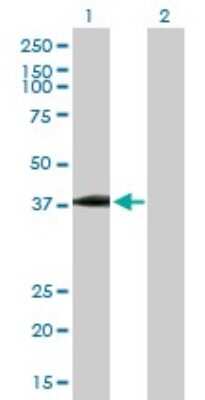 Western Blot: USP18 Antibody [H00011274-B02P]