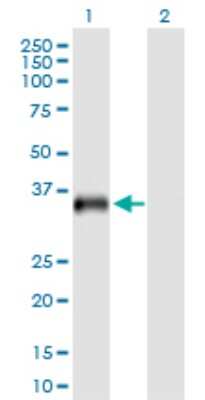 Western Blot: USP18 Antibody [H00011274-B03P]