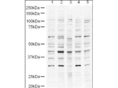 Western Blot: USP18 Antibody [NB600-893]