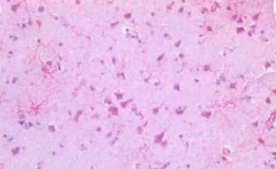 Immunohistochemistry-Paraffin: USP19 Antibody [NBP3-14513]