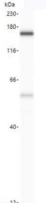 Simple Western: USP19 Antibody [NBP3-14513]