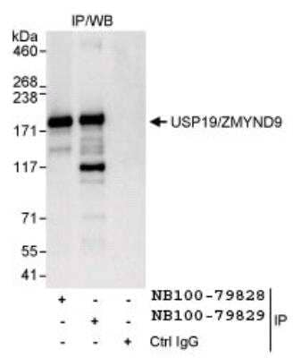 Western Blot: USP19 Antibody [NB100-79828]