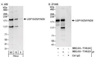 Western Blot: USP19 Antibody [NB100-79829]