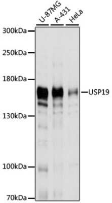 Western Blot: USP19 AntibodyAzide and BSA Free [NBP2-93529]