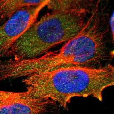 Immunocytochemistry/ Immunofluorescence: USP2 Antibody [NBP1-86882]