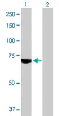 Western Blot: USP2 Antibody [H00009099-B01P]