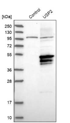 Western Blot: USP2 Antibody [NBP1-86883]