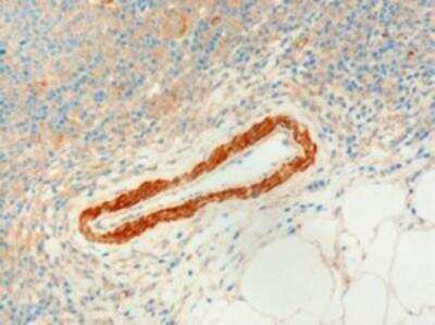 Immunohistochemistry-Paraffin: USP20 Antibody [NB100-1260]