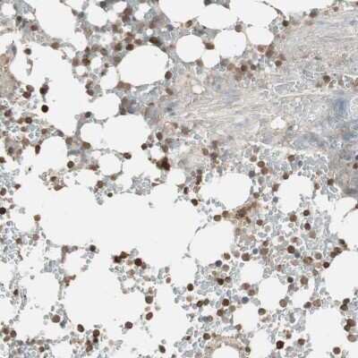 Immunohistochemistry-Paraffin: USP20 Antibody [NBP1-82946]