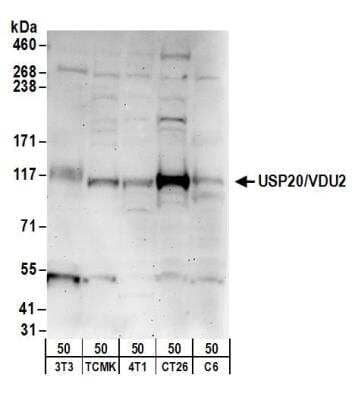 Western Blot: USP20 Antibody [NB100-59837]