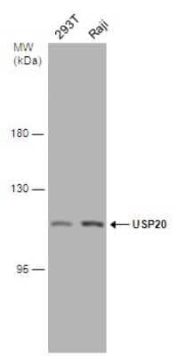 Western Blot: USP20 Antibody [NBP3-13080]