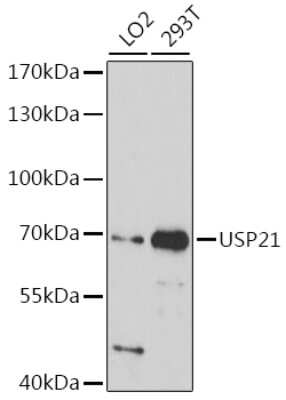 Western Blot: USP21 AntibodyAzide and BSA Free [NBP3-03947]