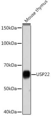 Western Blot: USP22 Antibody (9C7I8) [NBP3-16794]