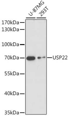 Western Blot: USP22 AntibodyAzide and BSA Free [NBP2-94099]