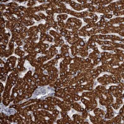 Immunohistochemistry-Paraffin: USP24 Antibody [NBP1-82943]