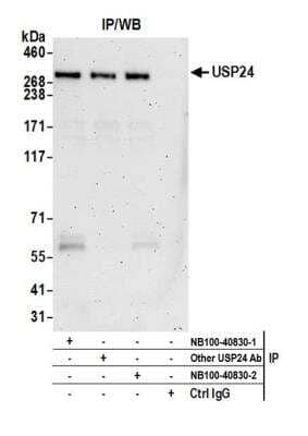 Immunoprecipitation: USP24 Antibody [NB100-40830]