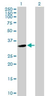 Western Blot: USP24 Antibody [H00023358-B02P]