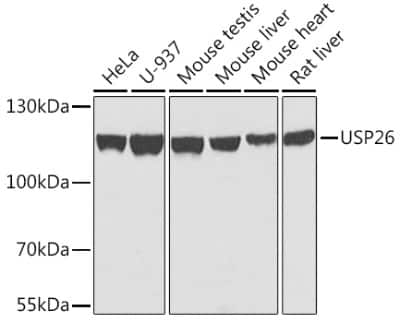 Western Blot: USP26 AntibodyAzide and BSA Free [NBP2-93692]